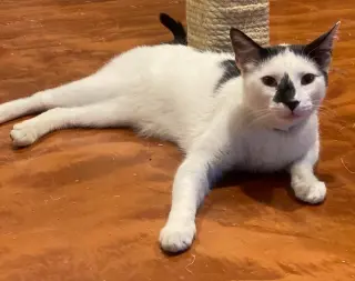 Luwak