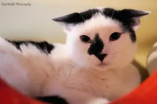 Luwak