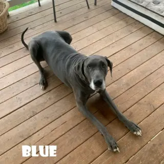 Blue (Bonded with Bear)