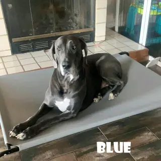 Blue (Bonded with Bear)