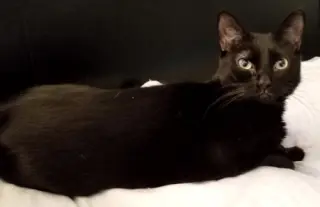 Amber - Petsmart Foster Home