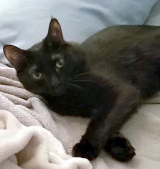 Amber - Petsmart Foster Home
