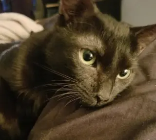 Amber - Petsmart Foster Home