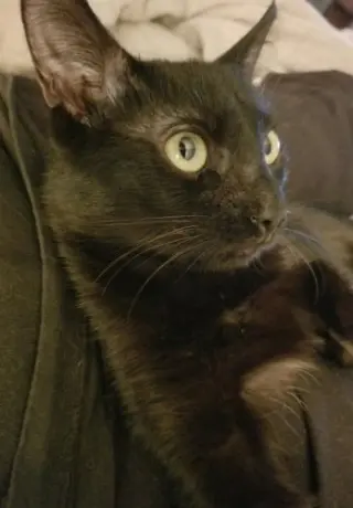 Amber - Petsmart Foster Home