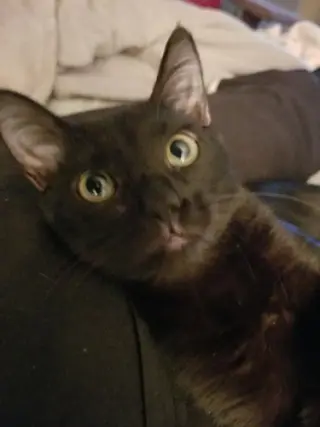 Amber - Petsmart Foster Home