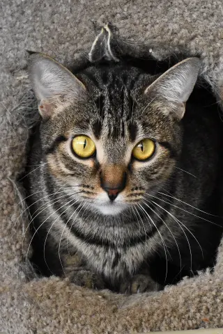 Miss Kitty