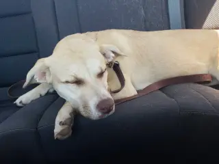 Honey Pie