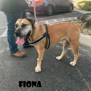 Fiona (foster needed)