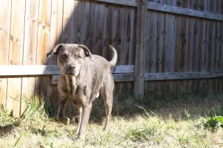 Butterbean