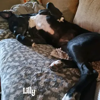 Lilly