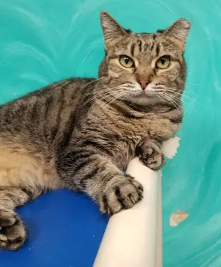 Skooter