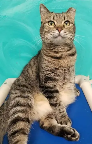 Skooter