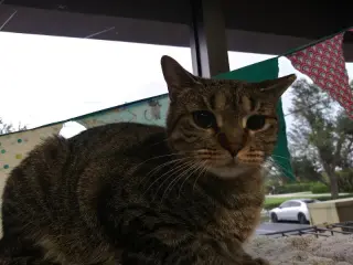 Skooter