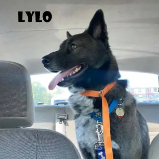 Lylo