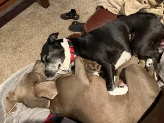 D.O.G.(DeeOhhGee)