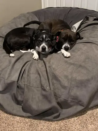 D.O.G.(DeeOhhGee)