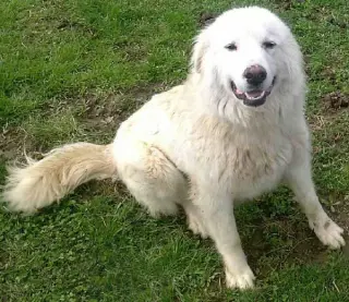 Fosters Needed - PA