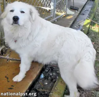 Fosters Needed - PA