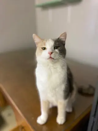 Tic