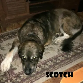 Scotch