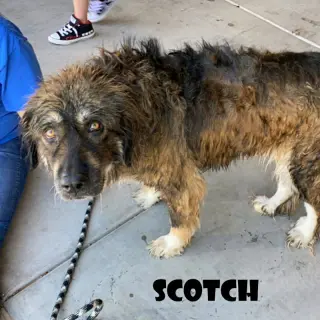Scotch
