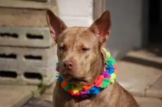 Coco