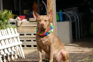 Coco
