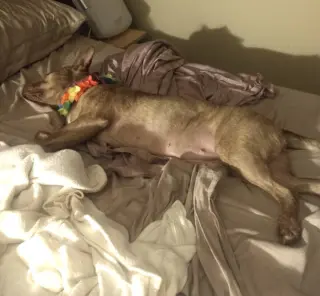 Coco