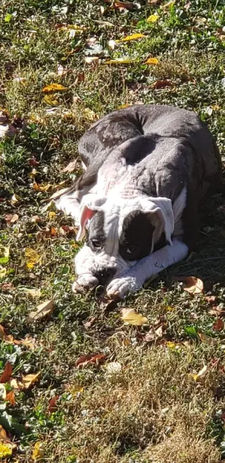 Domino - ADOPTION PENDING WITH MARGIE!!