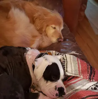 Domino - ADOPTION PENDING WITH MARGIE!!