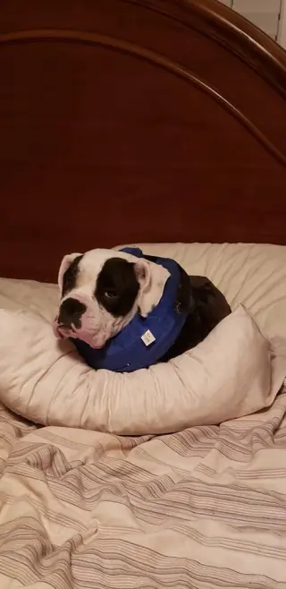 Domino - ADOPTION PENDING WITH MARGIE!!