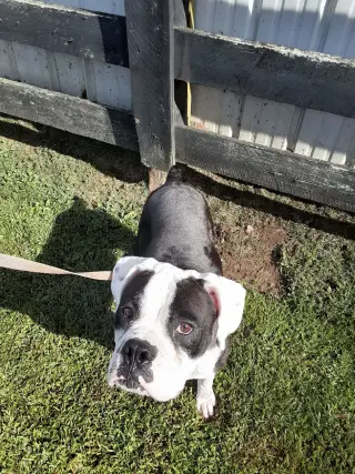 Domino - ADOPTION PENDING WITH MARGIE!!