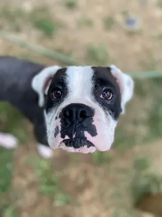 Domino - ADOPTION PENDING WITH MARGIE!!