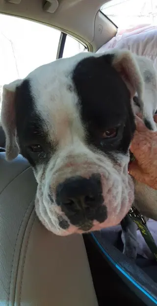 Domino - ADOPTION PENDING WITH MARGIE!!