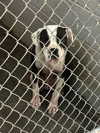 Domino - ADOPTION PENDING WITH MARGIE!!