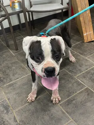 Domino - ADOPTION PENDING WITH MARGIE!!