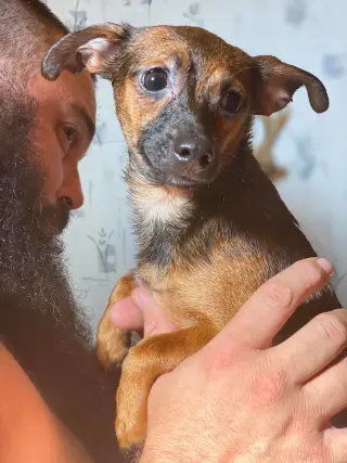 Poppy