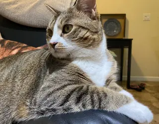 mimi