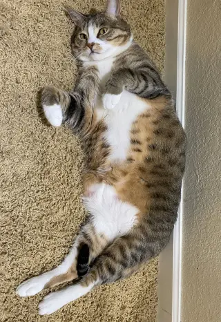 mimi