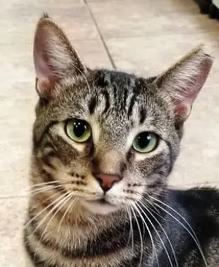Marbles
