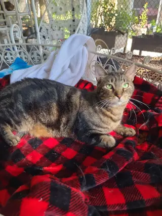 Marbles