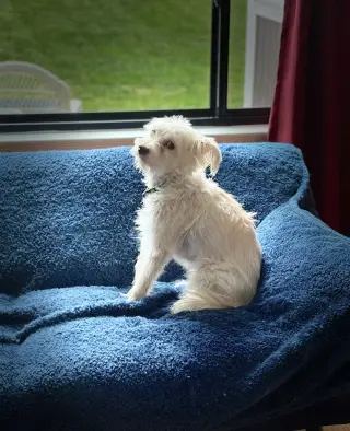 Poppy