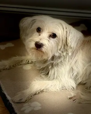 Poppy