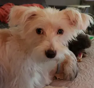 Poppy