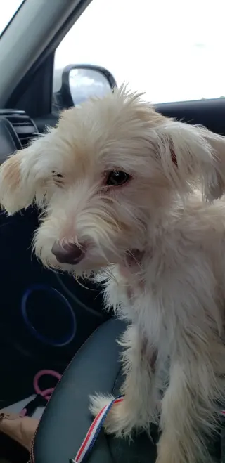 Poppy
