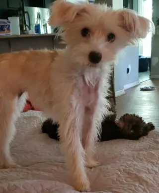 Poppy