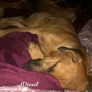 Diesel