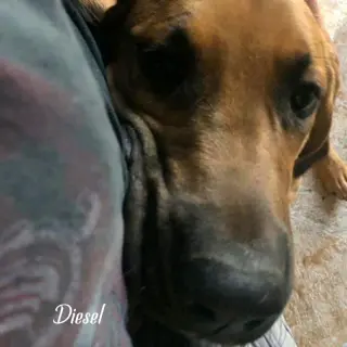 Diesel