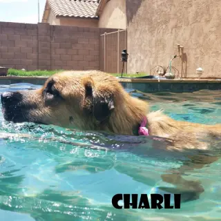 Charli