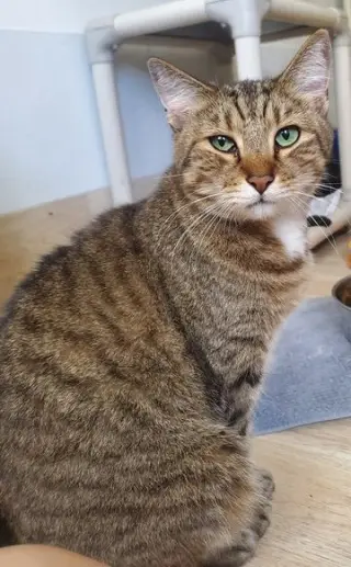 Green Eyes